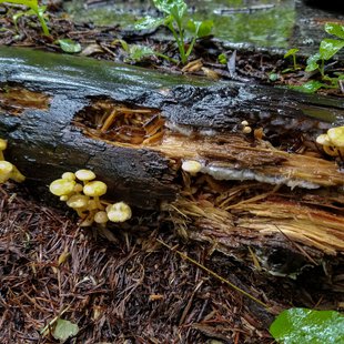 戸隠森林植物園2