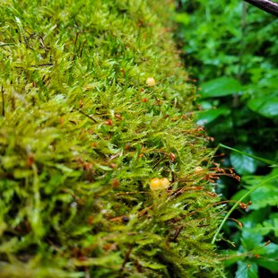 戸隠森林植物園3