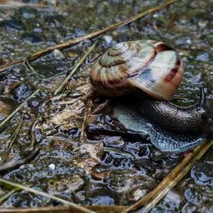 戸隠森林植物園4
