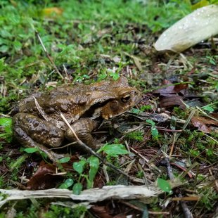 戸隠森林植物園5
