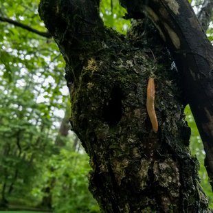 戸隠森林植物園6