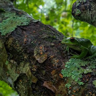 戸隠森林植物園7
