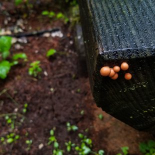 戸隠森林植物園8