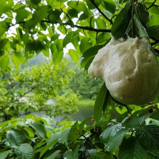 戸隠森林植物園9