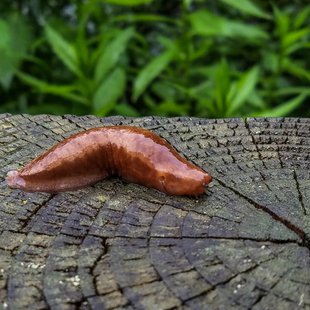 戸隠森林植物園10