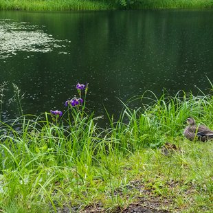 戸隠森林植物園11