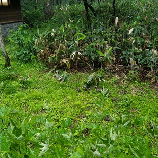 戸隠森林植物園12