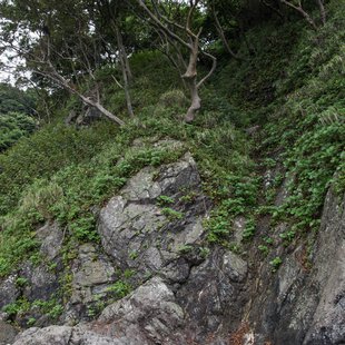 親不知・子不知5-カモシカがいる