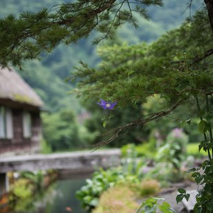 五箇山菅沼合掌造り集落6