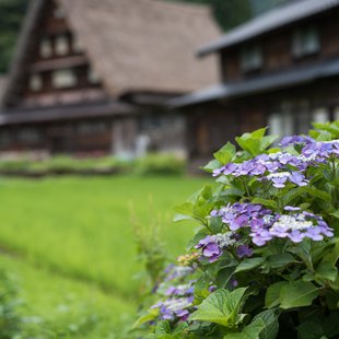 五箇山菅沼合掌造り集落10