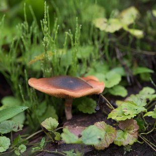 白髯神社(鬼無里)周辺3