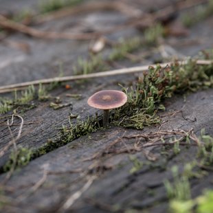 白髯神社(鬼無里)周辺4