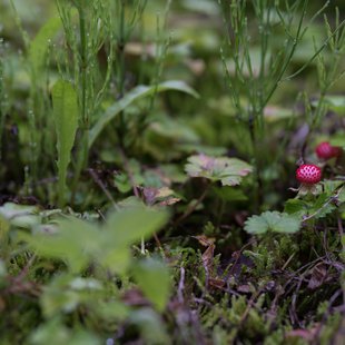 白髯神社(鬼無里)周辺12