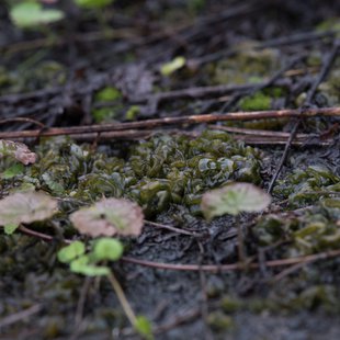 白髯神社(鬼無里)周辺13
