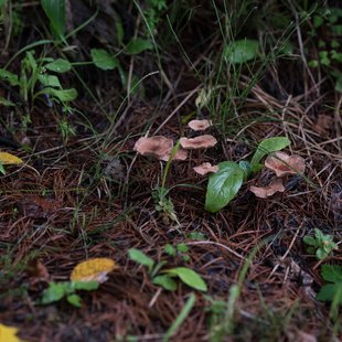 白髯神社(鬼無里)周辺19
