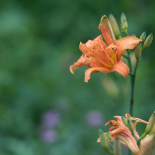 白髯神社(鬼無里)周辺23
