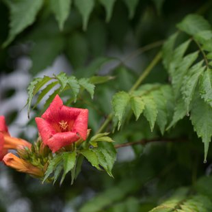 白髯神社(鬼無里)周辺26