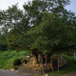 巡礼桜(長野市塩生)1