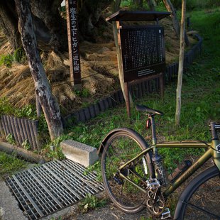 巡礼桜(長野市塩生)2