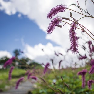 白馬五竜高山植物園2