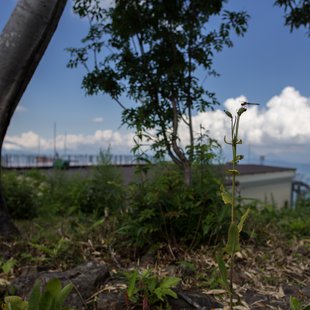 白馬五竜高山植物園3