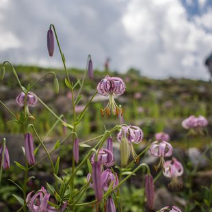 白馬五竜高山植物園4