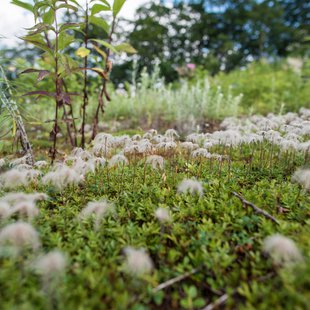 白馬五竜高山植物園5