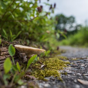 白馬五竜高山植物園6