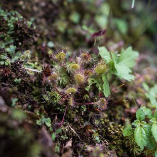 白馬五竜高山植物園7