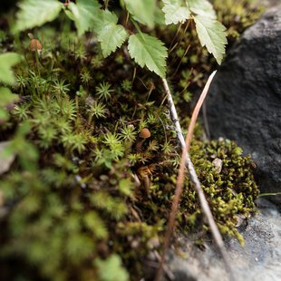 白馬五竜高山植物園8