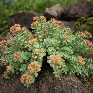 白馬五竜高山植物園9