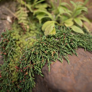 白馬五竜高山植物園10