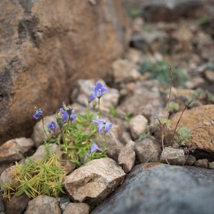 白馬五竜高山植物園11