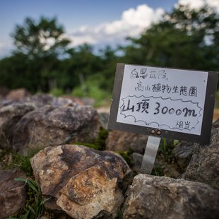 白馬五竜高山植物園12