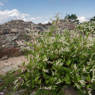 白馬五竜高山植物園13