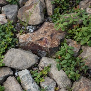 白馬五竜高山植物園14
