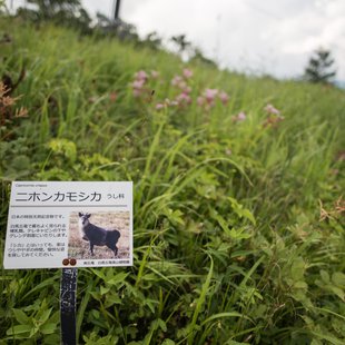白馬五竜高山植物園16