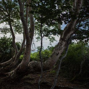 白馬五竜高山植物園17