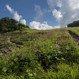 白馬五竜高山植物園21