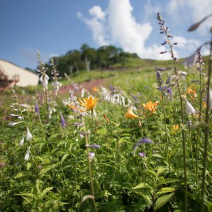白馬五竜高山植物園22