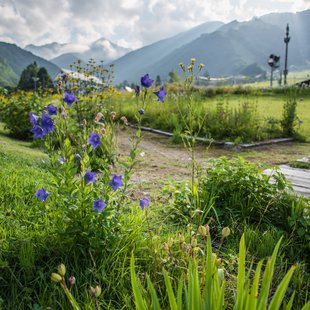 白馬五竜高山植物園24