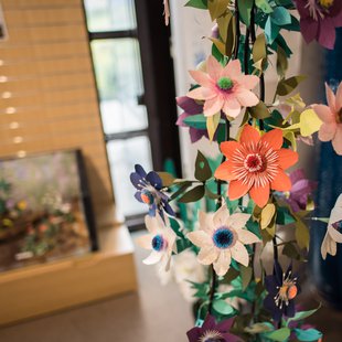 白馬五竜高山植物園26