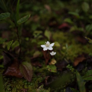 六合、野反湖11