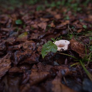 六合、野反湖12