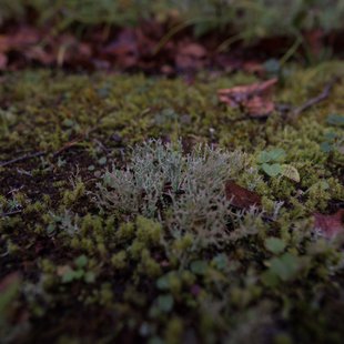 六合、野反湖14