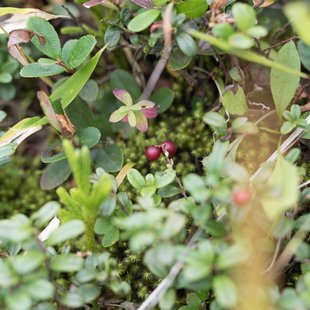 六合、野反湖24