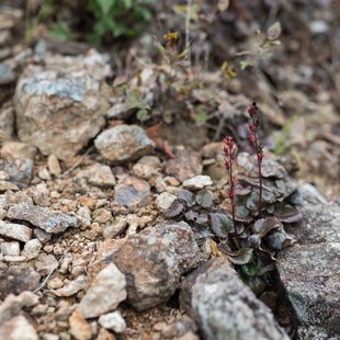 六合、野反湖28