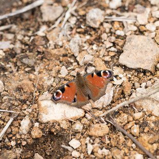 六合、野反湖29