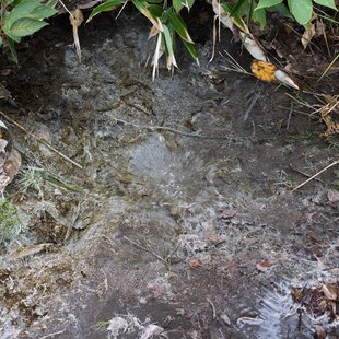 六合チャツボミゴケ生物群集の鉄鉱生成地5