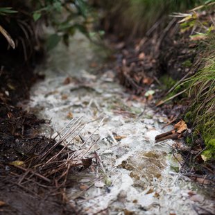 六合チャツボミゴケ生物群集の鉄鉱生成地6